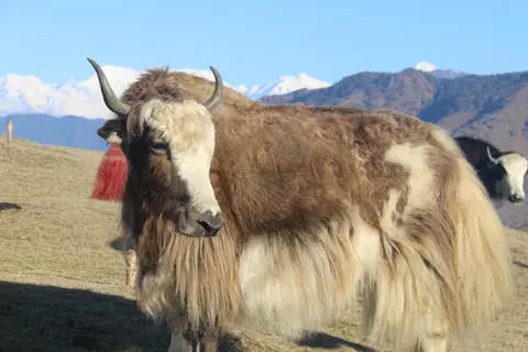 Brown Yak