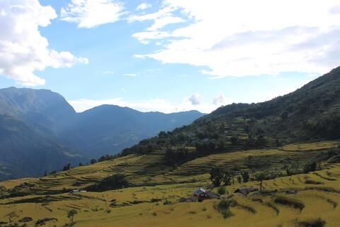 Nepali rice field