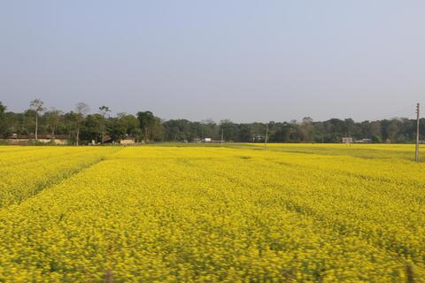 Mustard