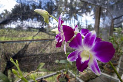 flowers from Indo